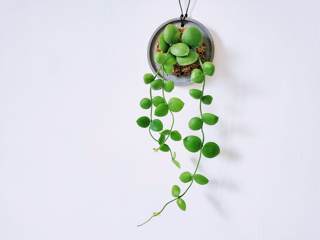 骚包球兰│水泥上板植栽│室内植物│窗边植物│观叶植物 - 植栽/盆栽 - 植物．花 绿色