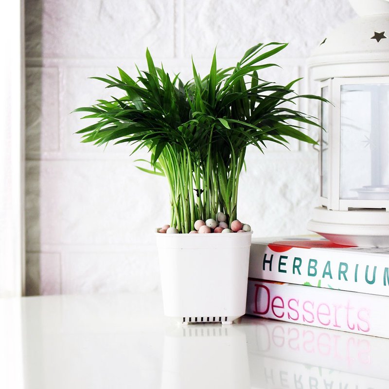 可爱室内盆栽 - 袖珍椰子盆栽 - 植栽/盆栽 - 植物．花 绿色