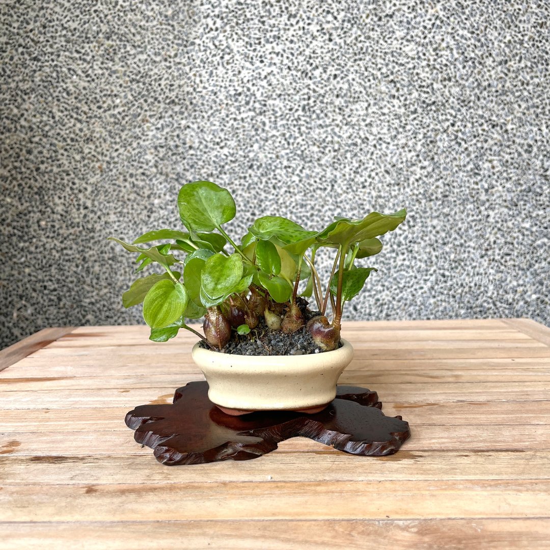 小品盆栽-出艺斑叶油点百合 盆景 送礼 - 植栽/盆栽 - 植物．花 