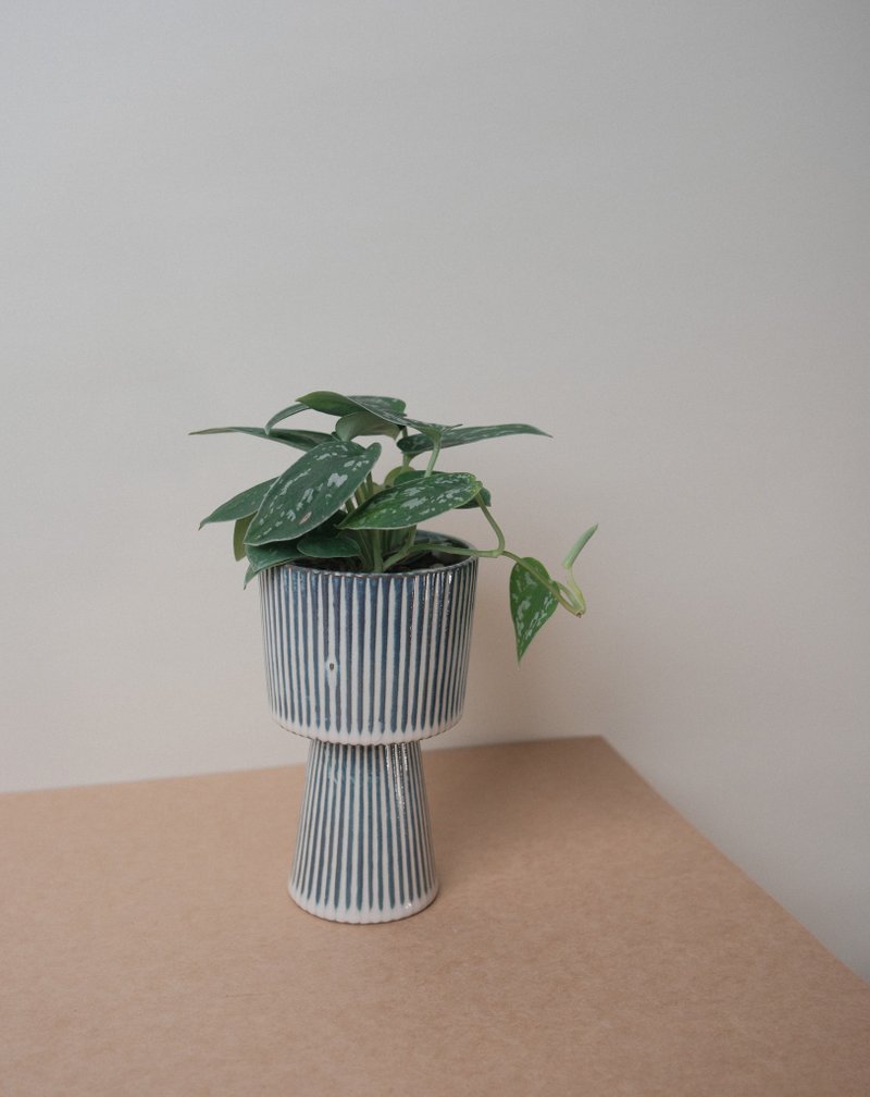 星点藤 - 植栽/盆栽 - 植物．花 