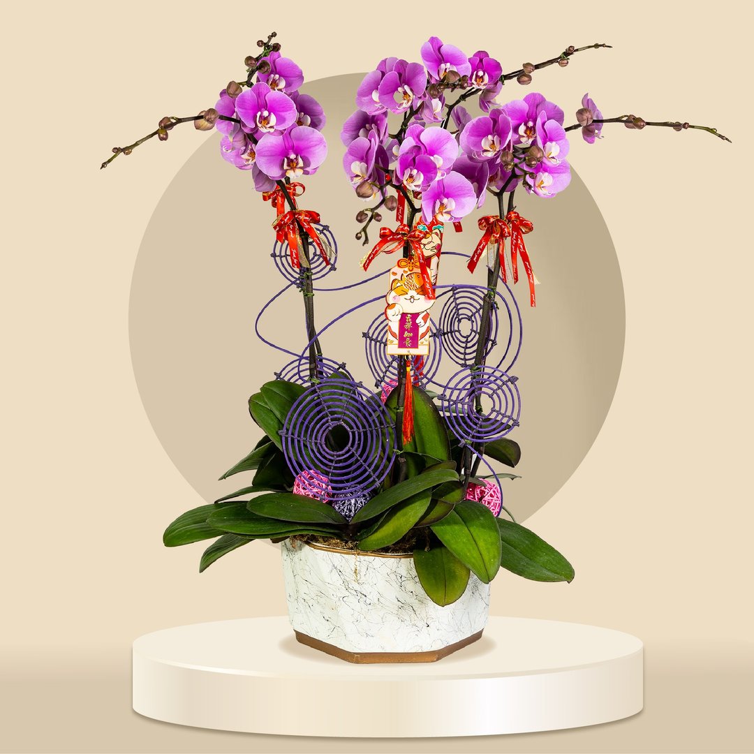 大花蝴蝶兰安娜6棵 (GF00059) 兰花 新春兰花 年花 自家兰花园种 - 植栽/盆栽 - 植物．花 