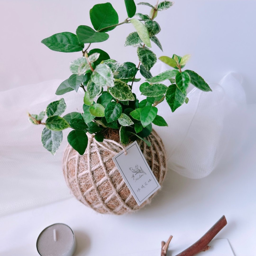 小苔球 初雪葛 斑叶络石  植栽 - 植栽/盆栽 - 植物．花 