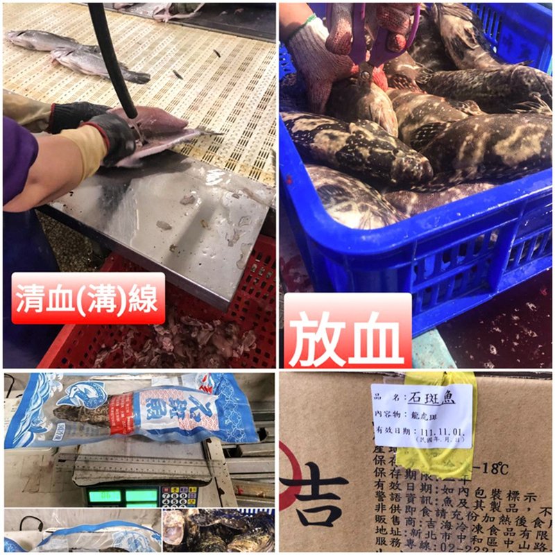 【合乔飨鲜】龙虎石斑鱼 规格 500g~600g/盒~去鳞去鳃去血 - 其他 - 新鲜食材 