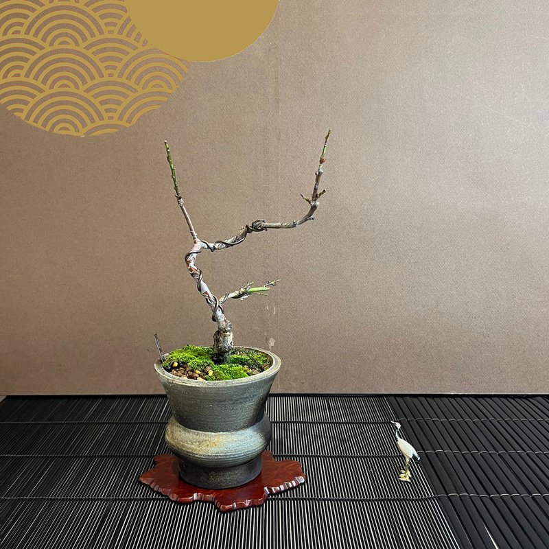 日本卧竜梅∣珍稀小品梅花盆栽 花芽多已膨胀 - 植栽/盆栽 - 陶 