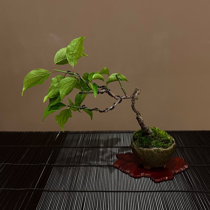 珍稀楠玉梅∣信乐烧竹凤钵 迷你梅花盆栽 - 植栽/盆栽 - 陶 