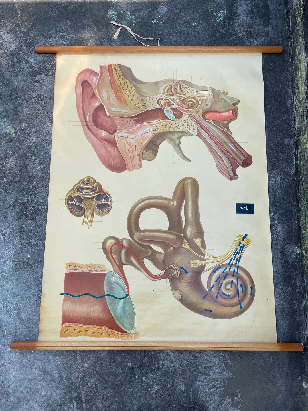 古董Vintage人体解剖挂画 图书馆 医院 学校 摆饰 澳洲 - 摆饰 - 其他金属 金色