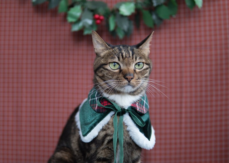 【圣诞限定系列】宠物领巾 猫咪/狗狗 圣诞袍 - 绿 - 项圈/牵绳 - 棉．麻 绿色