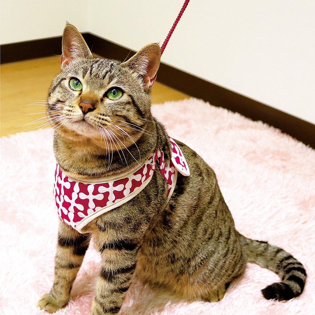 【日本CattyMan】猫咪胸背 + 牵绳组 | 多种颜色、尺寸 - 项圈/牵绳 - 其他材质 