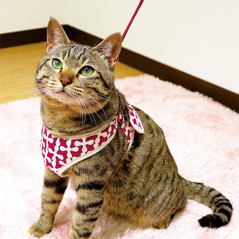 【日本CattyMan】猫咪胸背 + 牵绳组 | 多种颜色、尺寸 - 项圈/牵绳 - 其他材质 