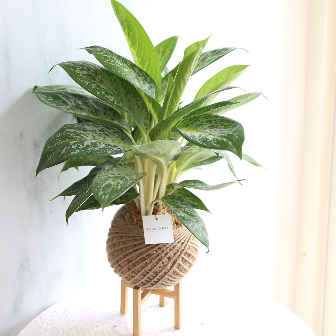 PD27 白雪粗肋草大苔球 / 室内植栽 观叶植物 - 植栽/盆栽 - 植物．花 