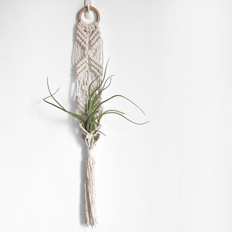 空气凤梨墙饰 _ I - 植栽/盆栽 - 棉．麻 白色