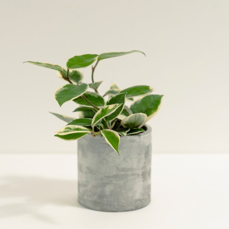 斑叶球兰│泥作系列│福所栽 - 植栽/盆栽 - 水泥 黄色