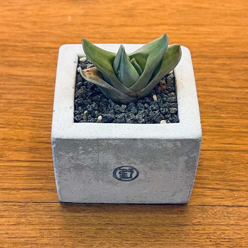 【野草不野-限时贩售】矶松锦 / 中方盆 - 植栽/盆栽 - 植物．花 绿色