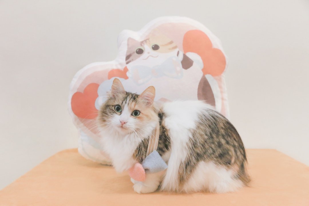 猫咪礼物抱枕  生日 情人节 女友礼物 - 枕头/抱枕 - 聚酯纤维 多色