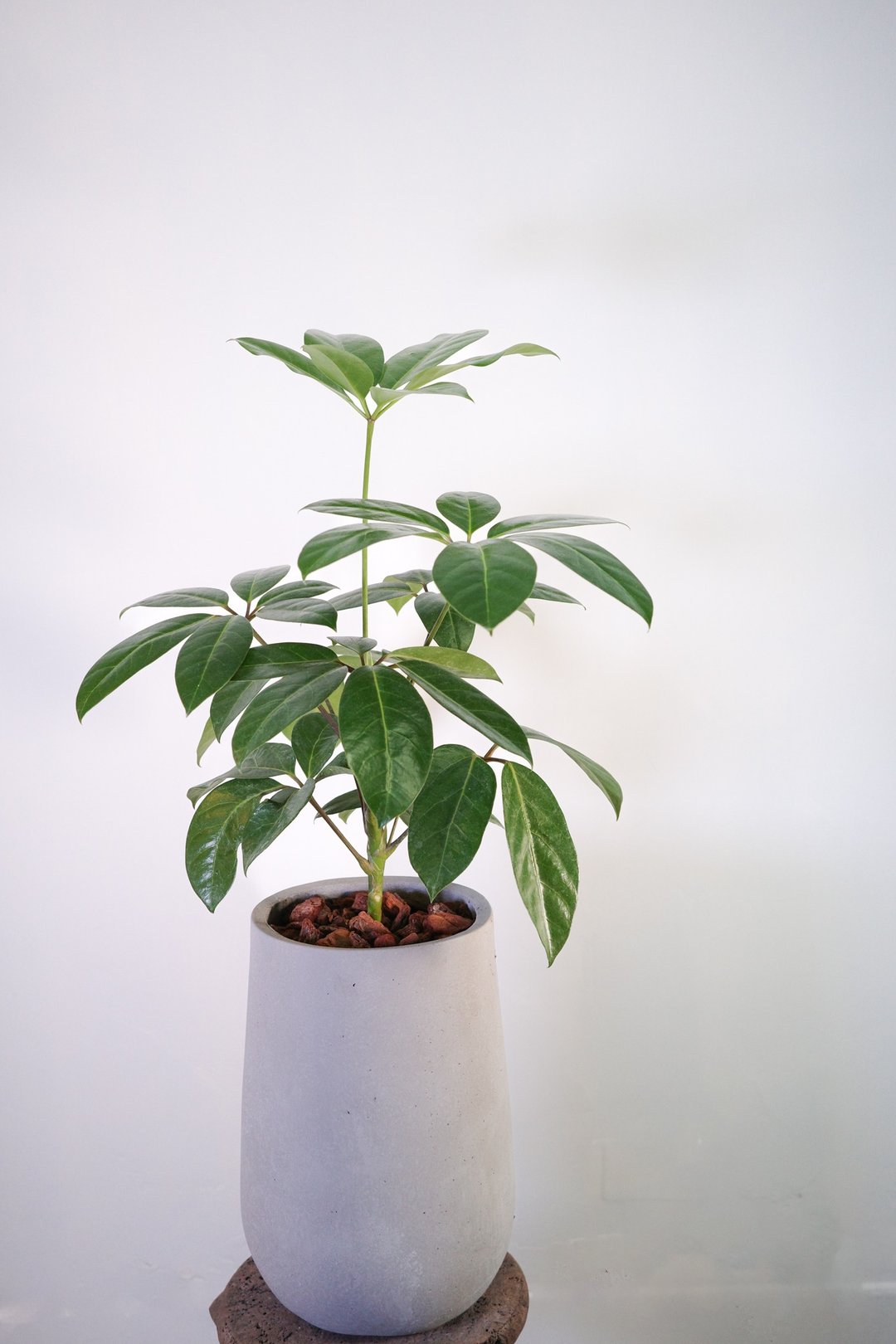 鸭脚木│有植 Yuzhi - 植栽/盆栽 - 植物．花 