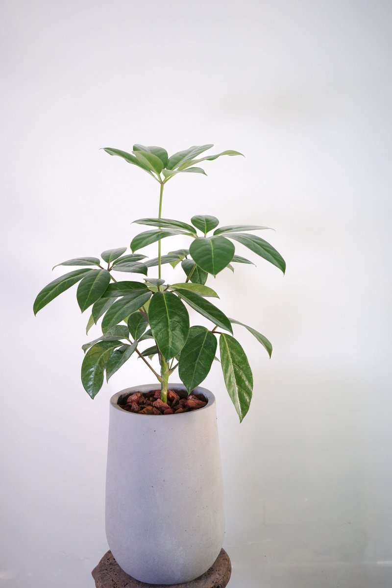 鸭脚木│有植 Yuzhi - 植栽/盆栽 - 植物．花 