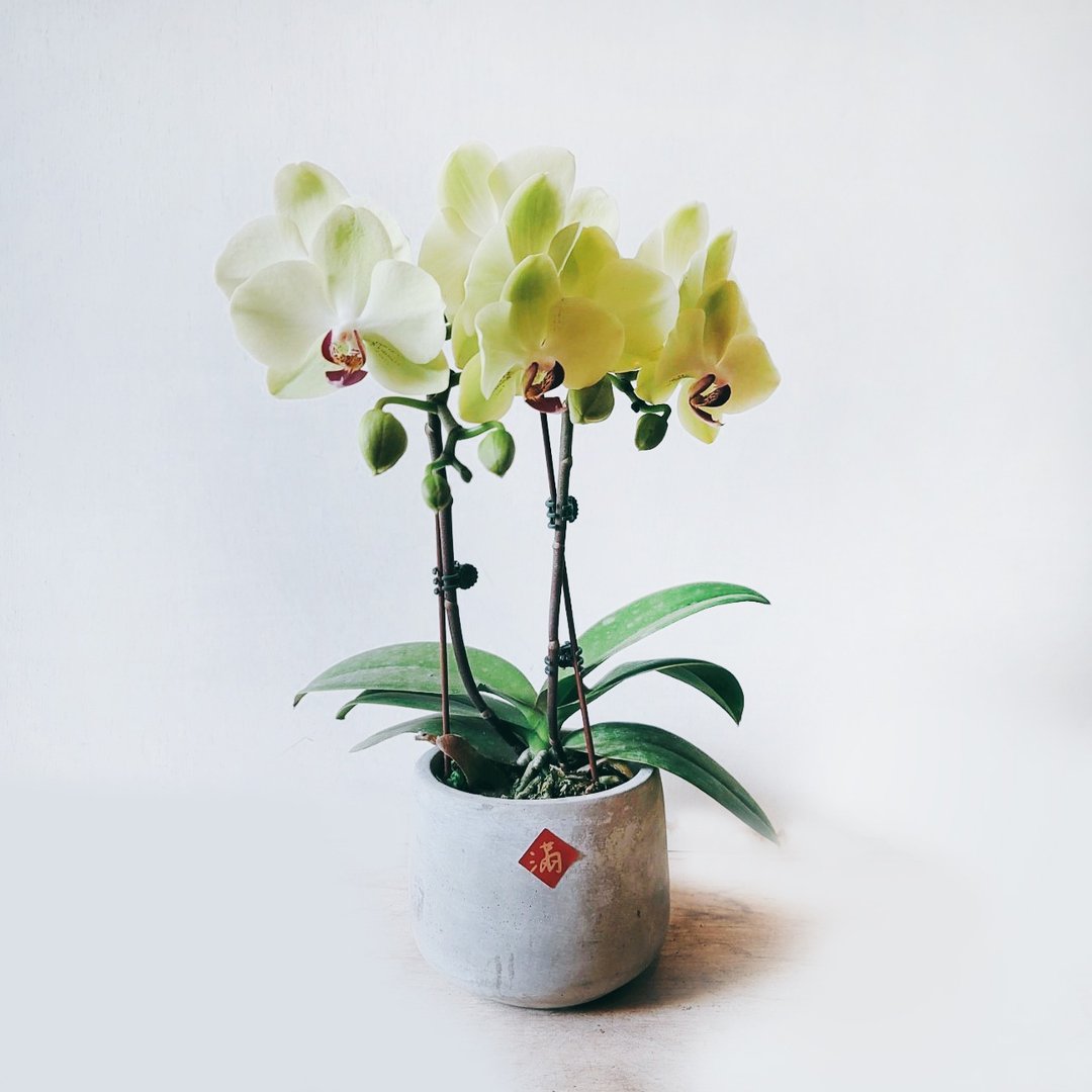 绿芥末 兰花 - 植栽/盆栽 - 植物．花 