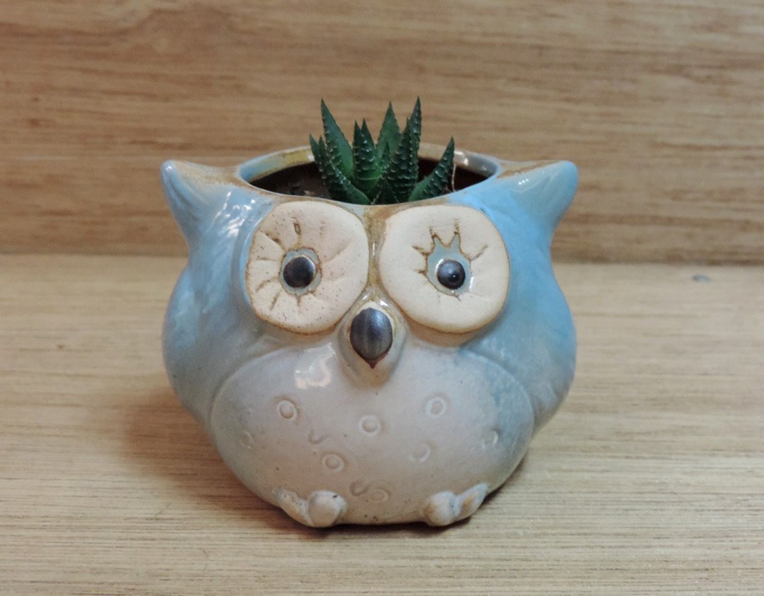 多肉植物  猫头鹰 办公室小盆栽 - 植栽/盆栽 - 其他材质 绿色