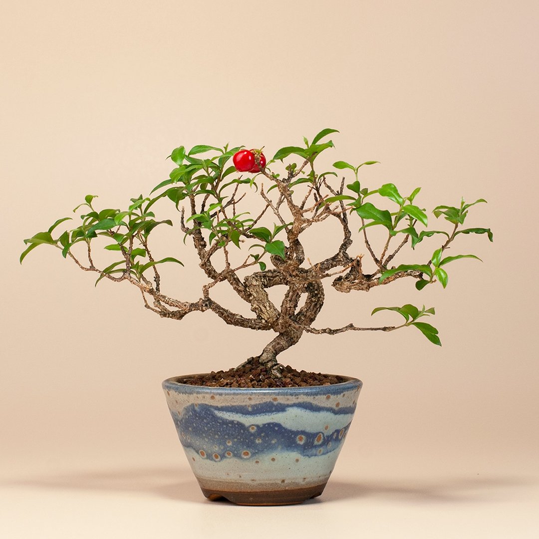 【花果植物】送礼推荐 迷你盆栽 居家生活 - 植栽/盆栽 - 植物．花 