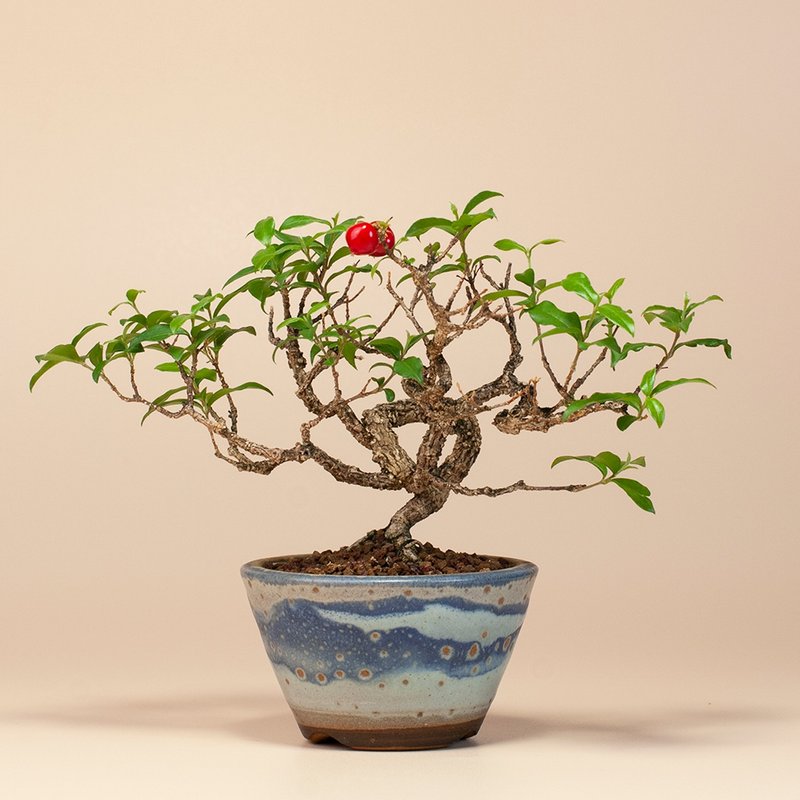 【花果植物】送礼推荐 迷你盆栽 居家生活 - 植栽/盆栽 - 植物．花 