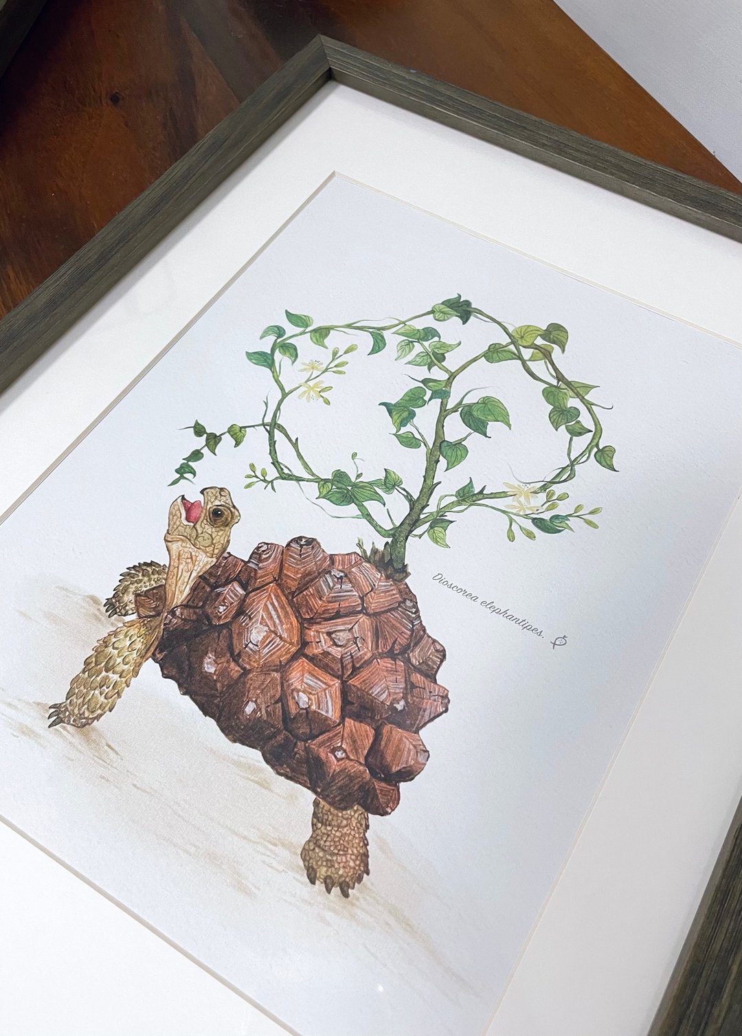 南非龟甲龙x苏卡塔尔陆龟 裱框画 / 亀甲竜 块根多肉植物画 - 海报/装饰画/版画 - 木头 咖啡色