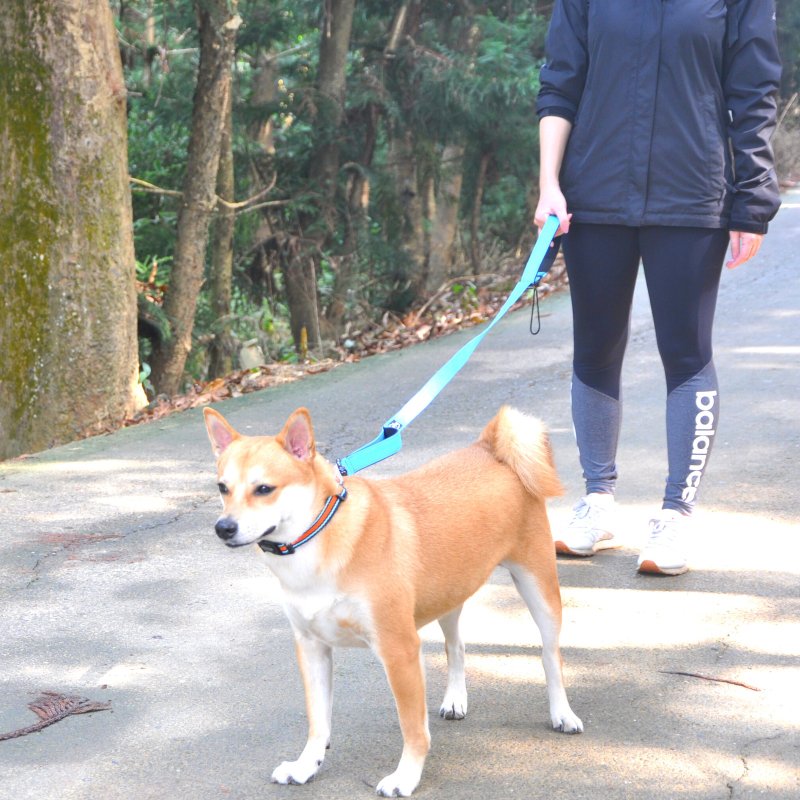 Woofy Woofy 多功能牵绳 天空蓝 跑步牵绳 150cm - 项圈/牵绳 - 聚酯纤维 蓝色