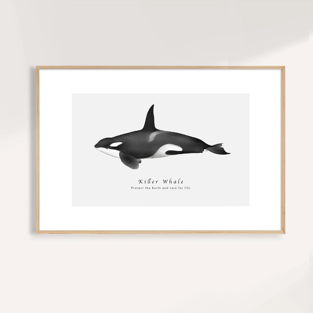 虎鲸 Killer Whale / 海洋动物插画挂画 / 艺术无框输出 - 海报/装饰画/版画 - 纸 