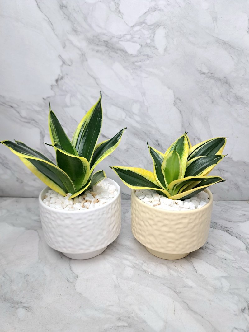 虎皮兰 虎尾兰 简约 柔和 质感 礼盆 居家摆设 送礼盆栽 - 植栽/盆栽 - 瓷 白色