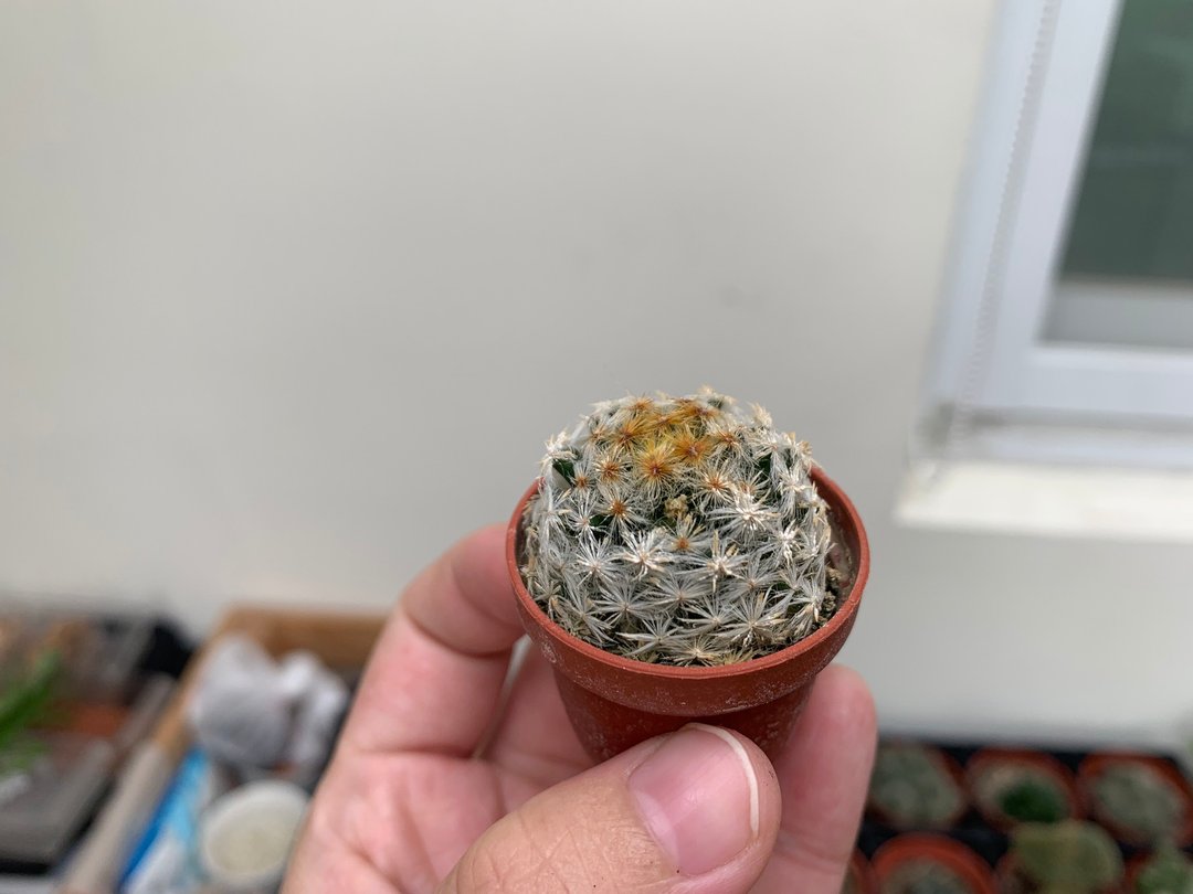 单买植物 — 仙人掌、多肉植物一寸盆 - 摆饰 - 其他材质 白色