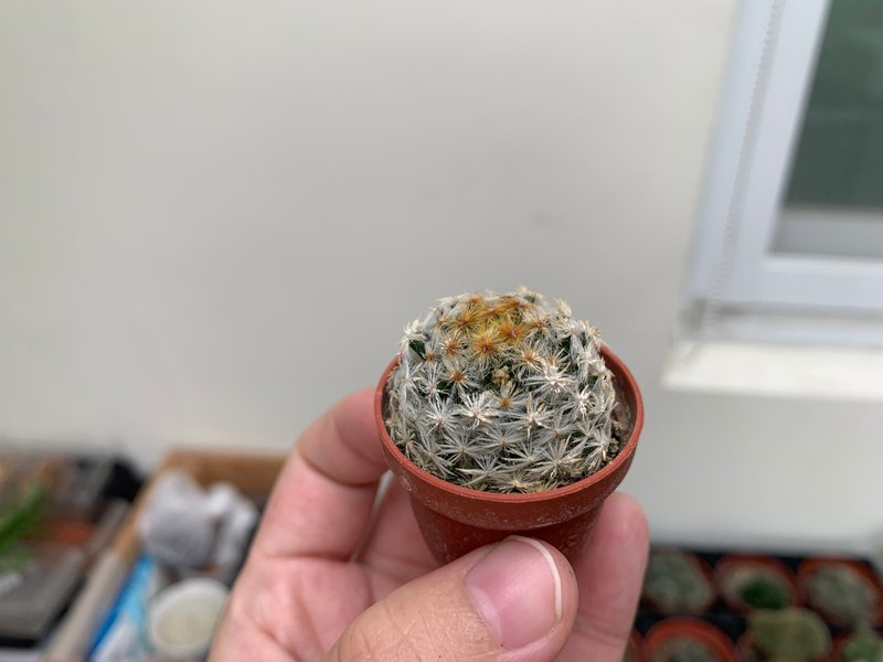 单买植物 — 仙人掌、多肉植物一寸盆 - 摆饰 - 其他材质 白色