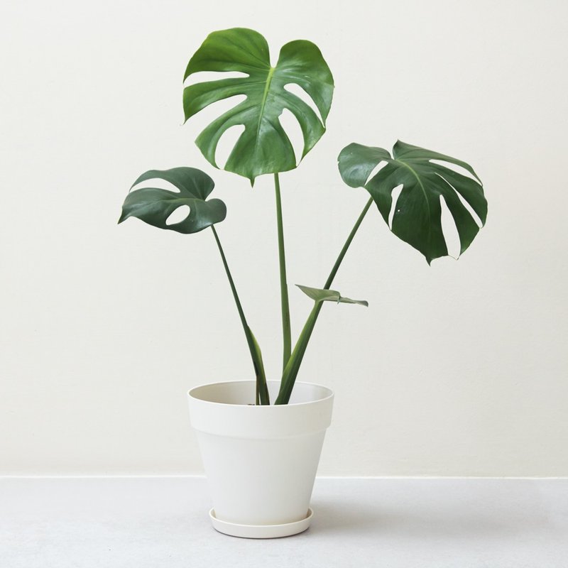 Monstera 龟背竹大型室内植栽_荷兰设计极简雾面盆 - 植栽/盆栽 - 植物．花 