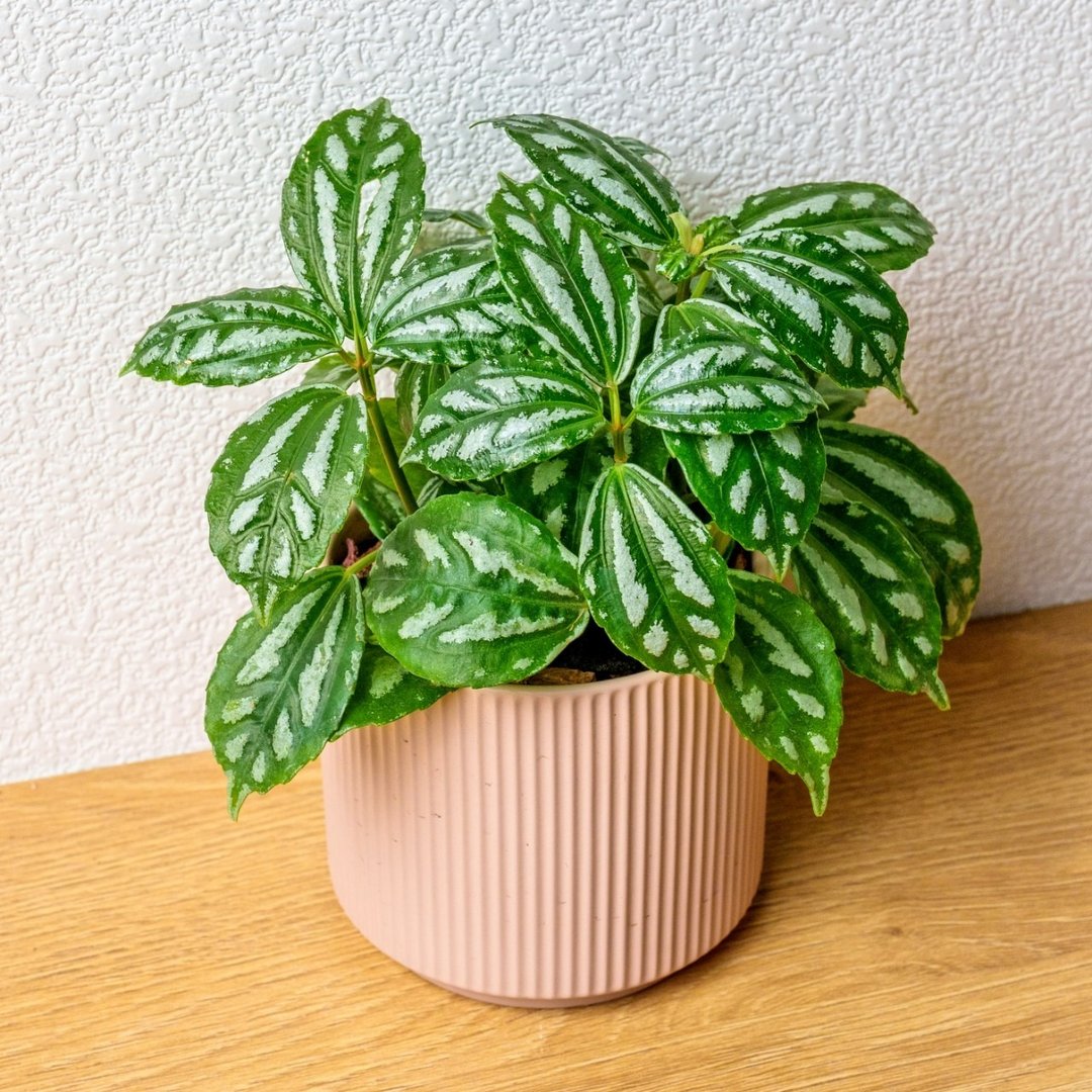 冷水花 莫兰迪色系直纹陶盆 室内植物 观叶植物 礼物 盆栽 交换礼 - 植栽/盆栽 - 植物．花 粉红色