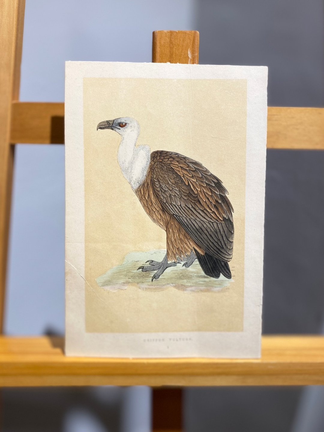 1864年英国鸟类史A History of British Birds-兀鹫-手绘上色版画 - 海报/装饰画/版画 - 纸 咖啡色