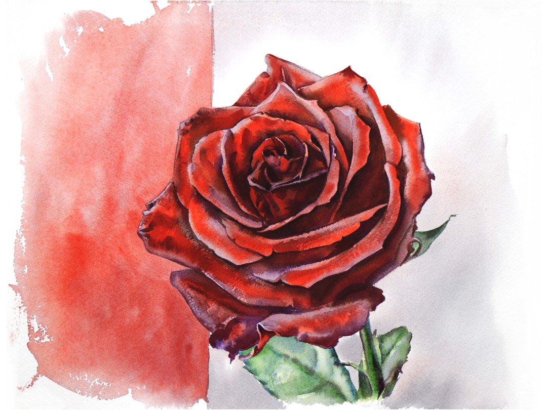 Red rose original watercolor painting by artist Irina Zhunaeva - 墙贴/壁贴 - 纸 红色