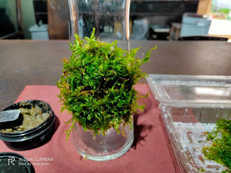 苔藓附着光滑立面专用介质250ml随包装附赠16*9厘米大灰藓一盒 - 植栽/盆栽 - 其他材质 绿色