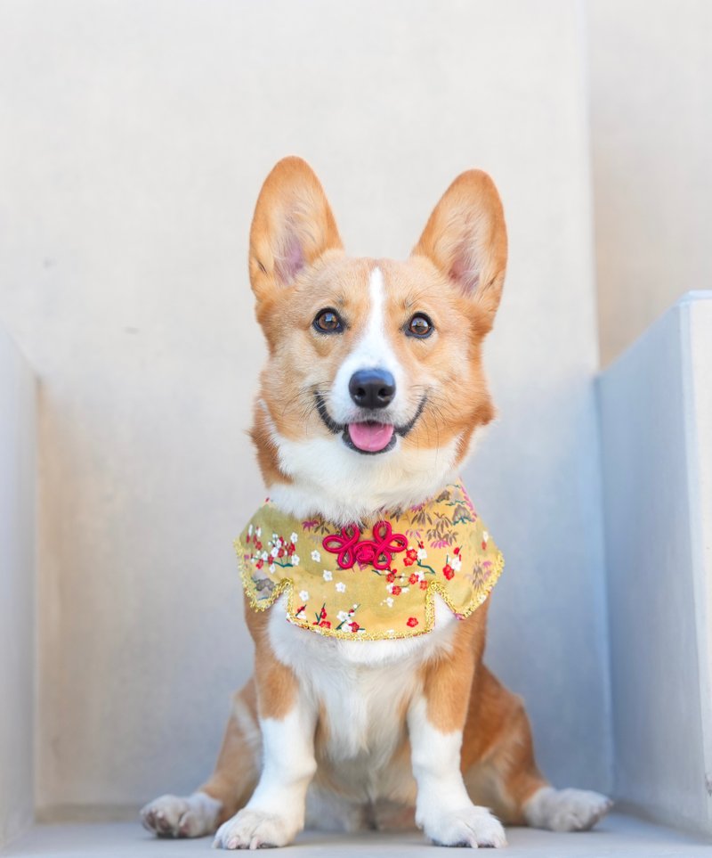 Ipet 新年金色绣花披肩 - 衣/帽 - 其他人造纤维 金色