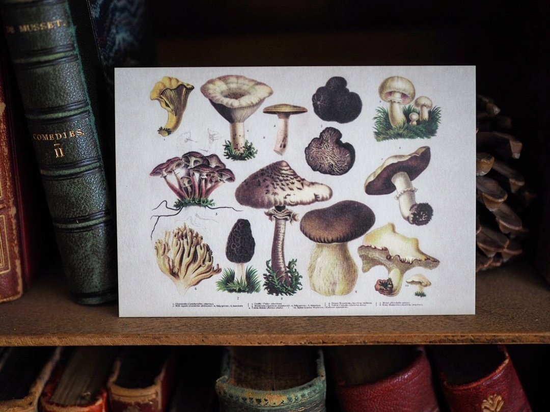 1900年英国植物/蕈菇类图鉴系列 复刻版明信片 F款 - 卡片/明信片 - 纸 