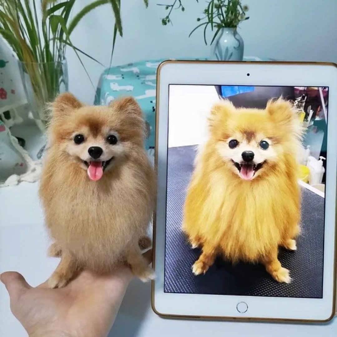 客制化逼真犬 羊毛毡 博美犬 宠物 娃娃 定制 手工 狗狗猫咪 94 - 玩具 - 羊毛 多色