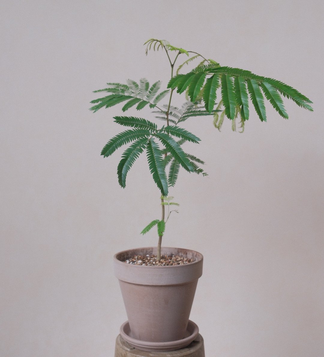 小豆树 - 中大盆 - 植栽/盆栽 - 植物．花 