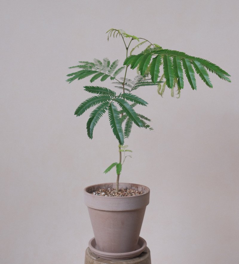 小豆树-大盆 - 植栽/盆栽 - 植物．花 