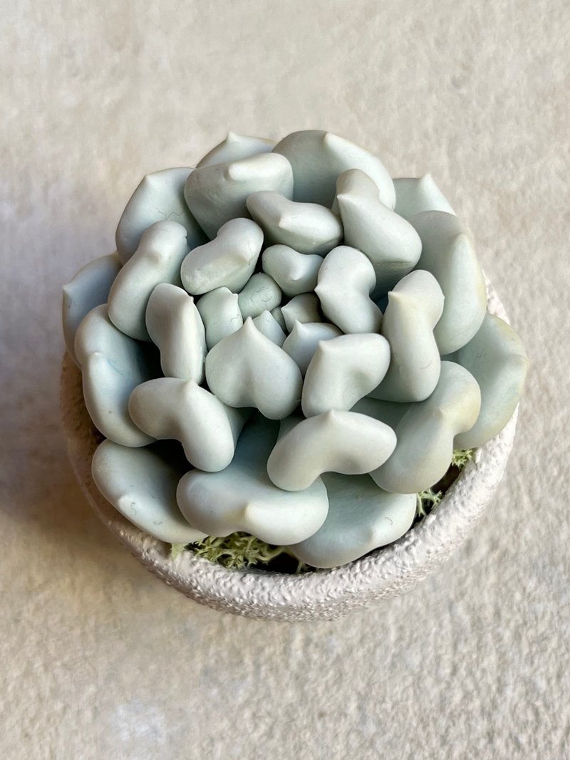 小盆栽A中的粘土多肉植物 - 摆饰 - 粘土 