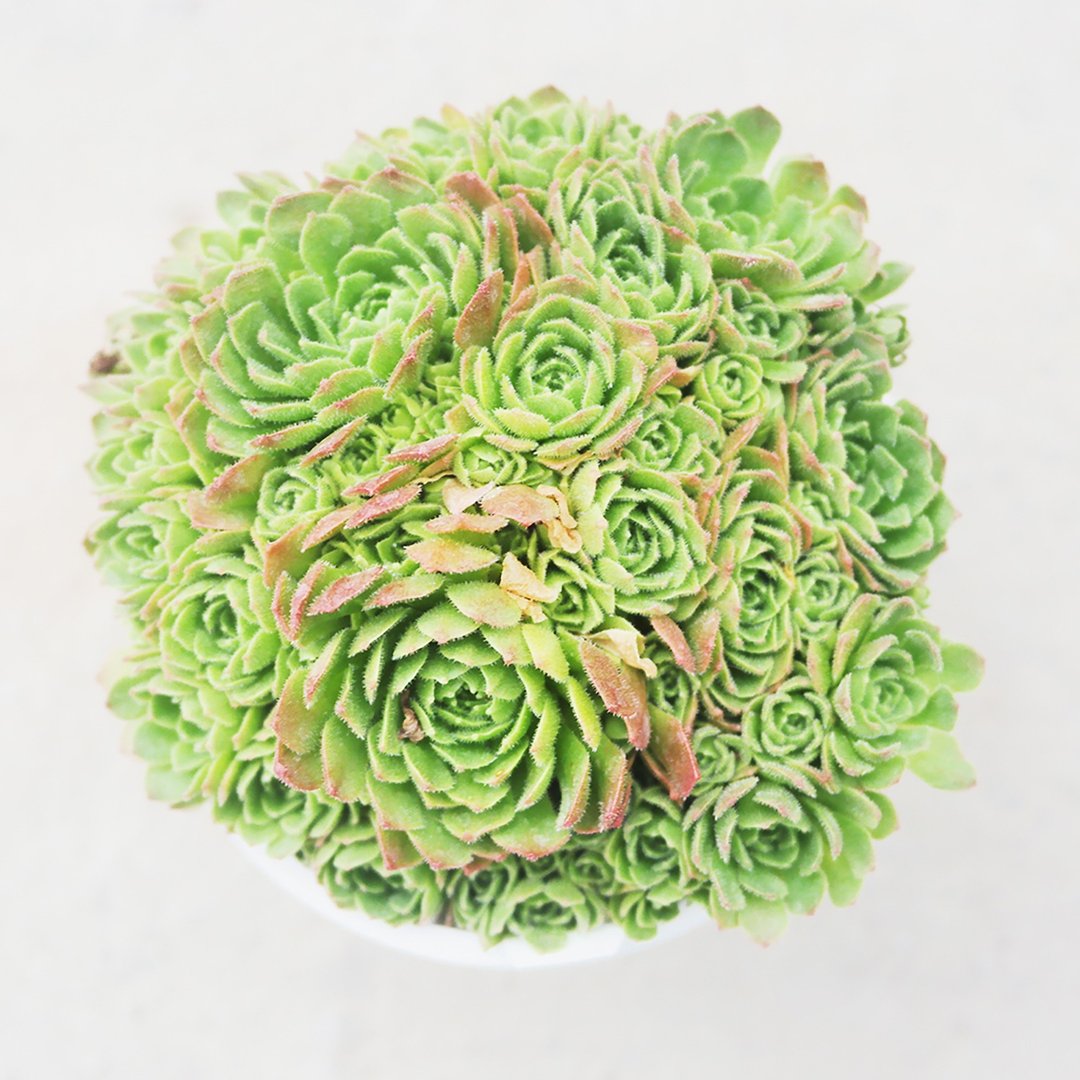 【豆豆多肉】【菊瓦莲】乔迁│送礼│升迁│多肉植物 - 植栽/盆栽 - 植物．花 