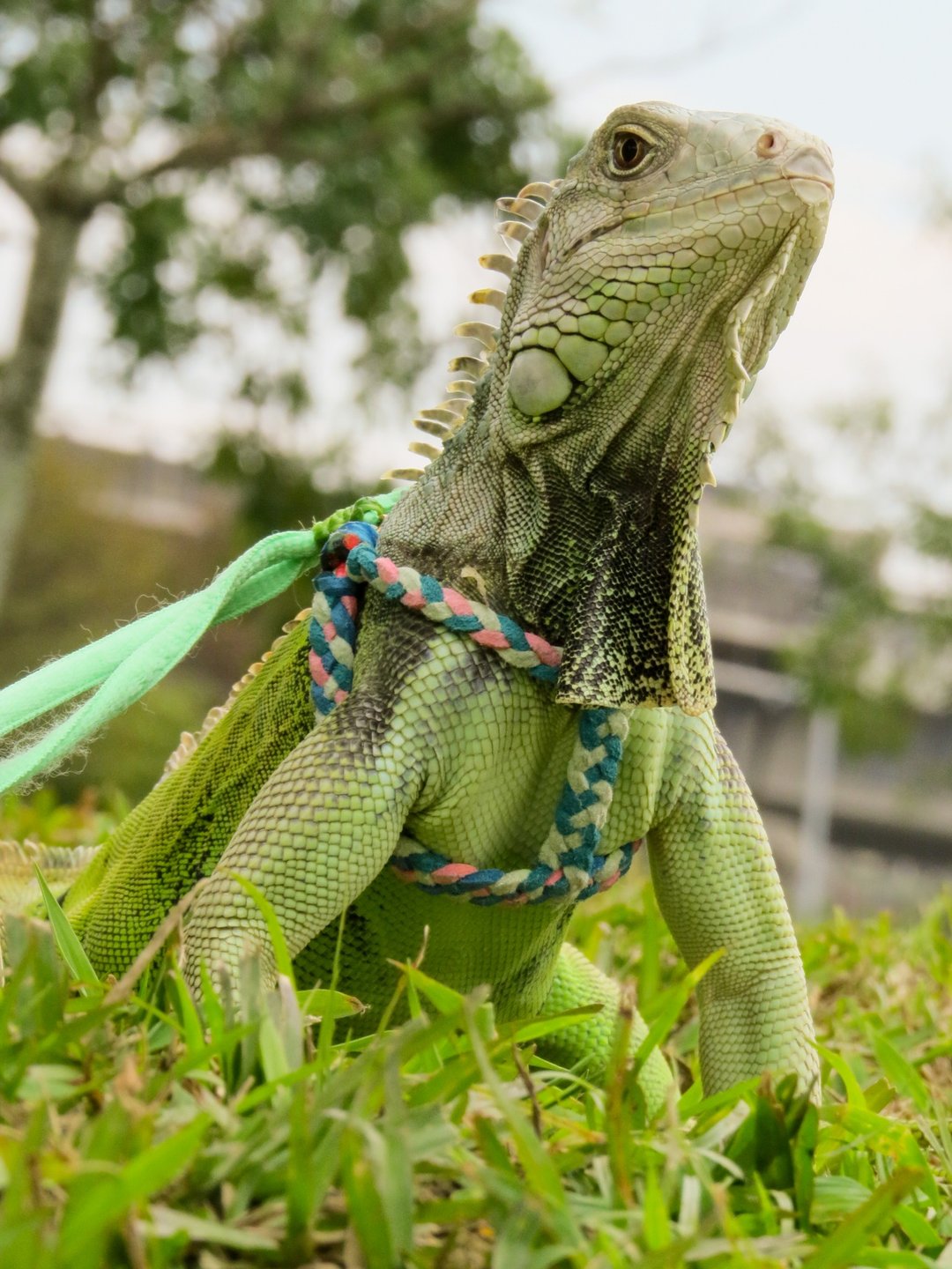 Wing Lizards 爬虫类-鬣蜥专用防伤鬣量身订做牵绳 - 项圈/牵绳 - 其他材质 