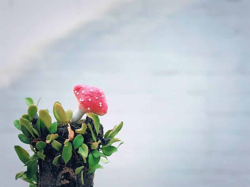 羊毛毡蘑菇胸针 - 胸针 - 羊毛 粉红色