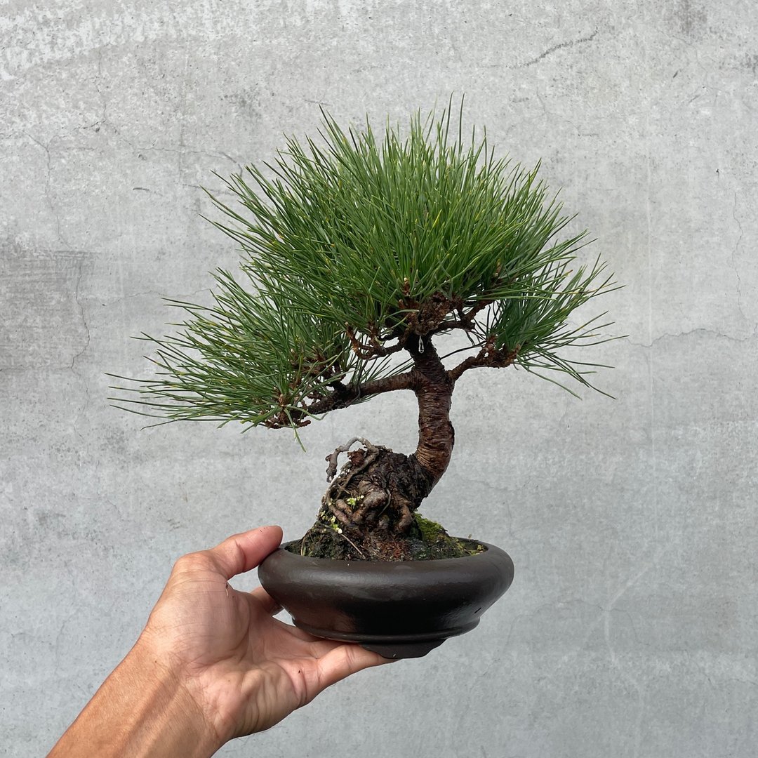 小品盆栽 - 黑松 三河黑松 盆景 送礼 - 植栽/盆栽 - 植物．花 