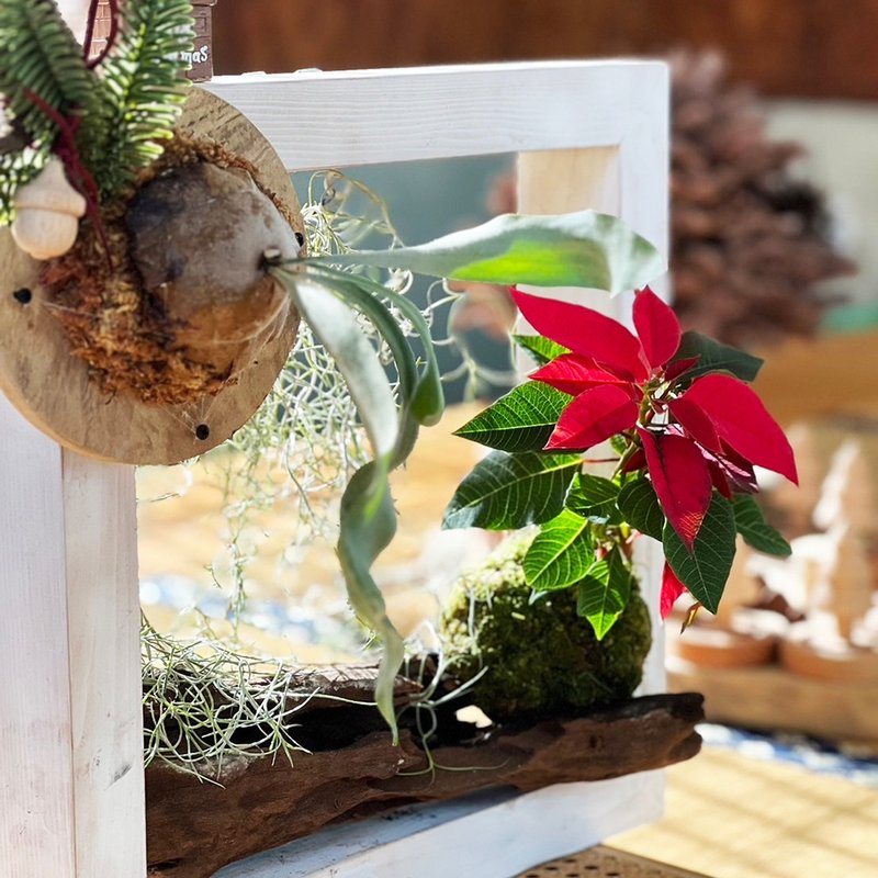 【手创壁挂绿植栽-绿生活课程】鹿角蕨上板+手作苔球 - 植栽 - 植物．花 