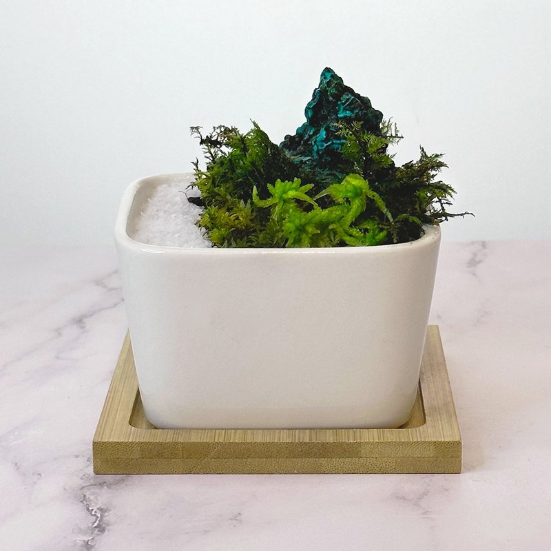 全定制化设计 –灵石苔藓盆栽 / 孔雀石 - 植栽/盆栽 - 植物．花 