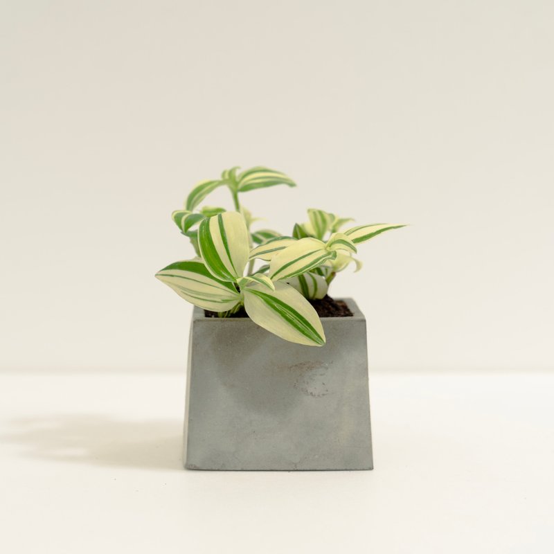 斑叶水竹草│泥作系列│福所栽 - 植栽/盆栽 - 水泥 黄色