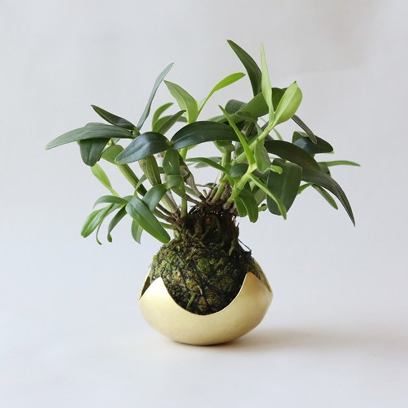 鎚目模様の苔玉受　　星鉢受 - 花瓶/陶器 - 铜/黄铜 金色