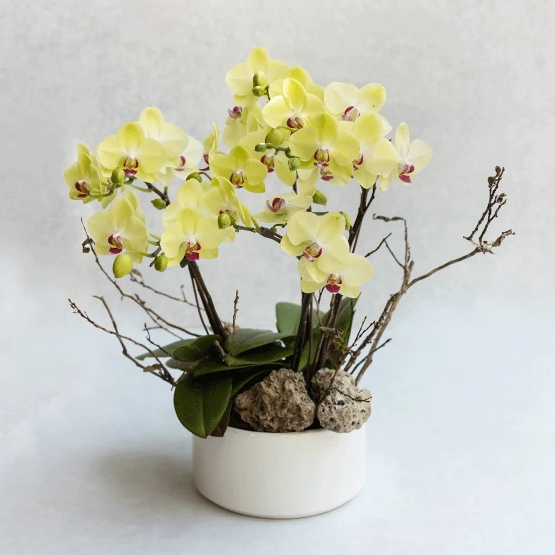 璞玉 浅绿蝴蝶兰植栽 - 植栽/盆栽 - 植物．花 粉红色